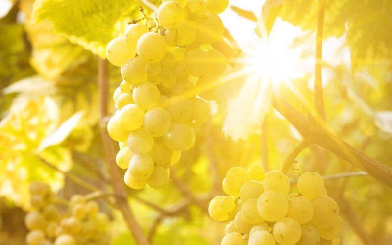 Rocca Giovanni | Chardonnay
