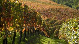 Rocca Giovanni | la Cantina a Monforte d'Alba