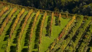 Rocca Giovanni Cantina | la Cantina  Monforte d'Alba