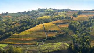Rocca Giovanni | la Cantina a Monforte d'Alba